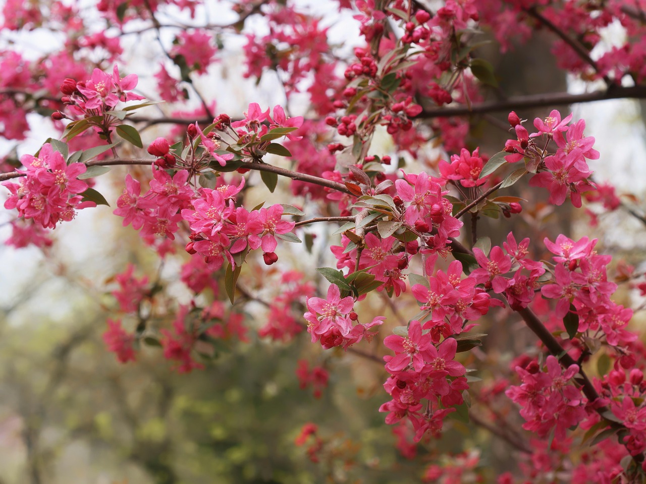 altoirea pomilor fructiferi