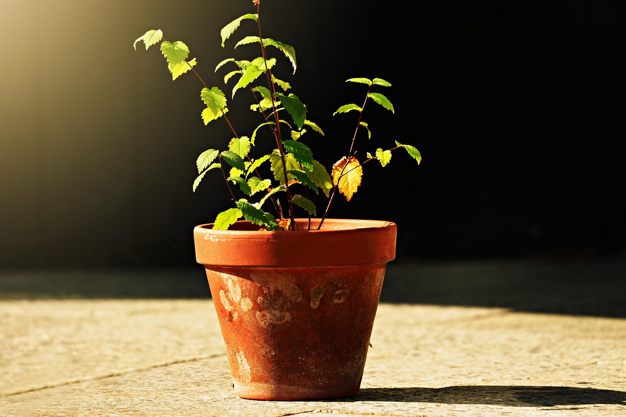 cand se planteaza capsunile in ghiveci