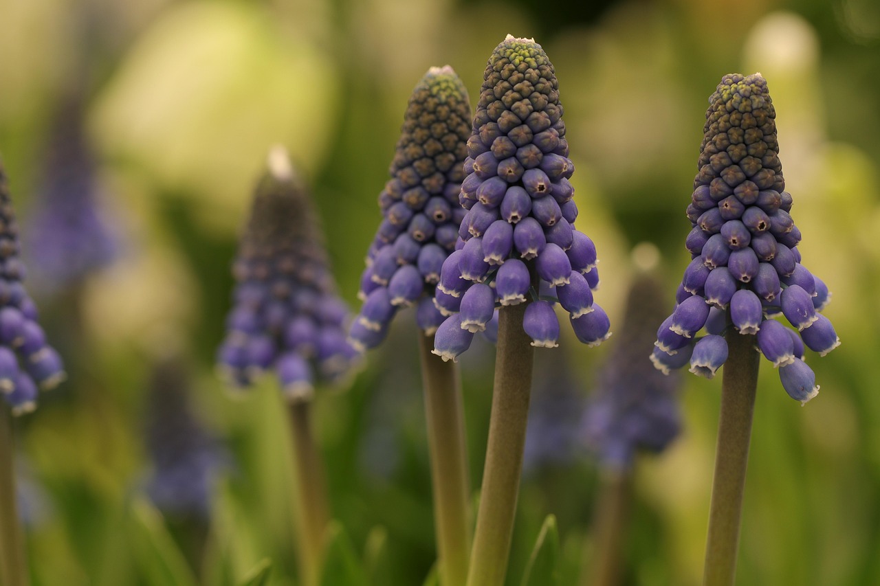 cand se planteaza bulbi de crini