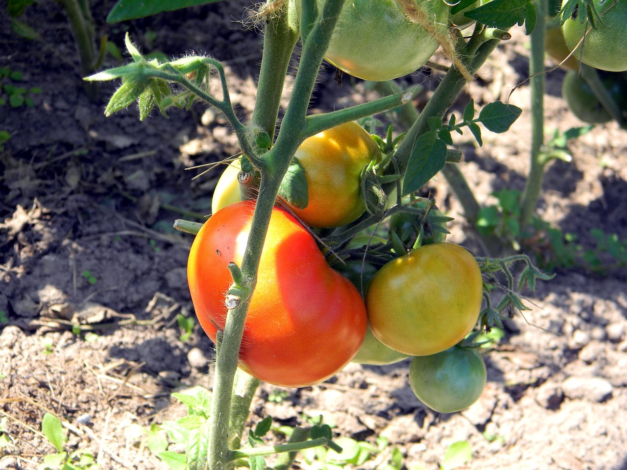 la ce distanta se planteaza rosiile in solar