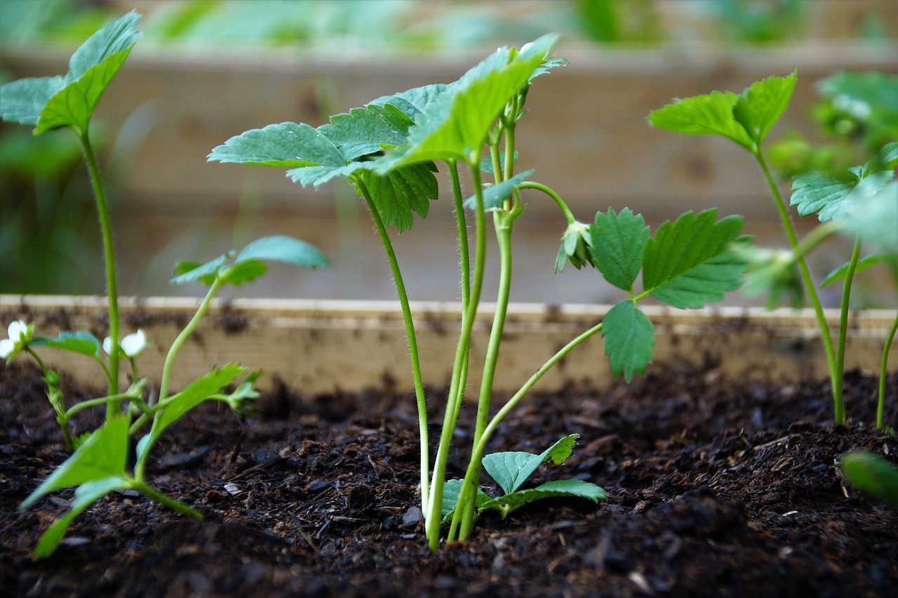 cultivarea capsunilor