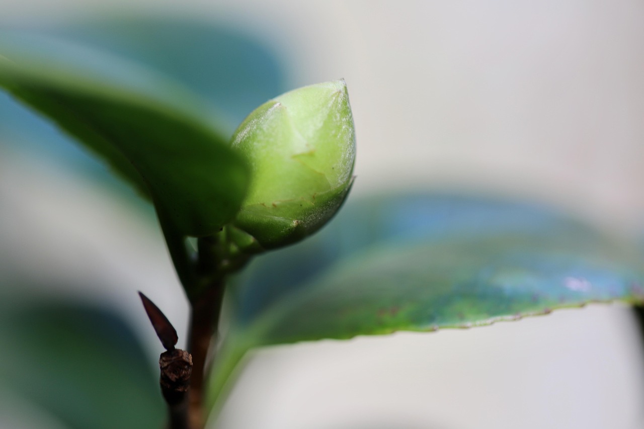 la ce temperatura rezista camelia