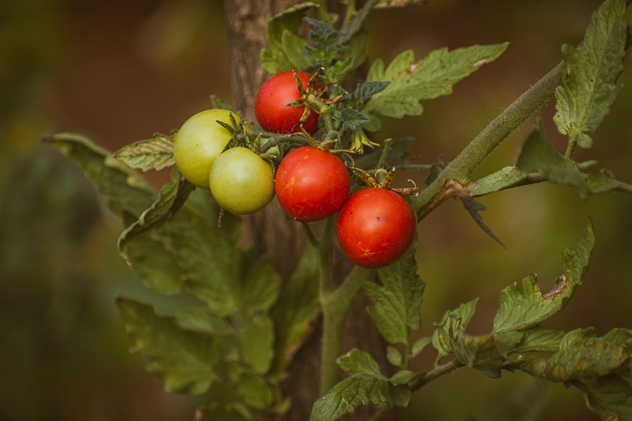 cand se planteaza rosiile in solar
