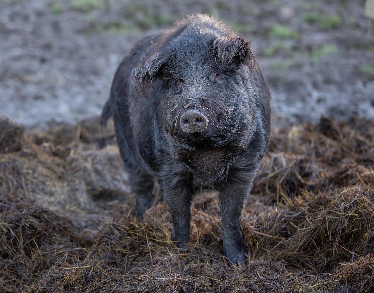 remedii naturiste pentru diaree la porci