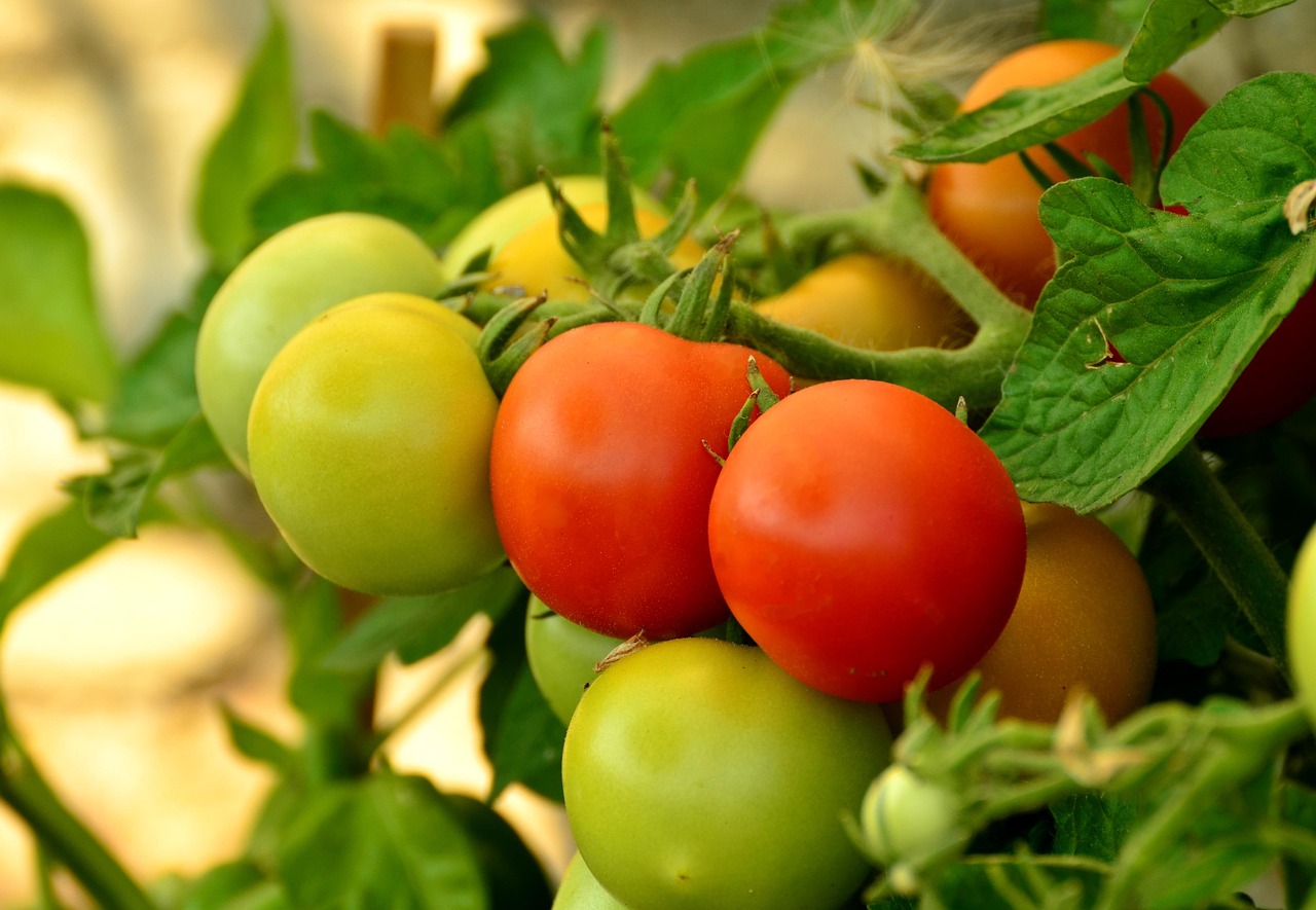 tratament rosii dupa plantare
